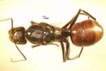 Dinomyrmex gigas (Latreille, 1802) dorsal