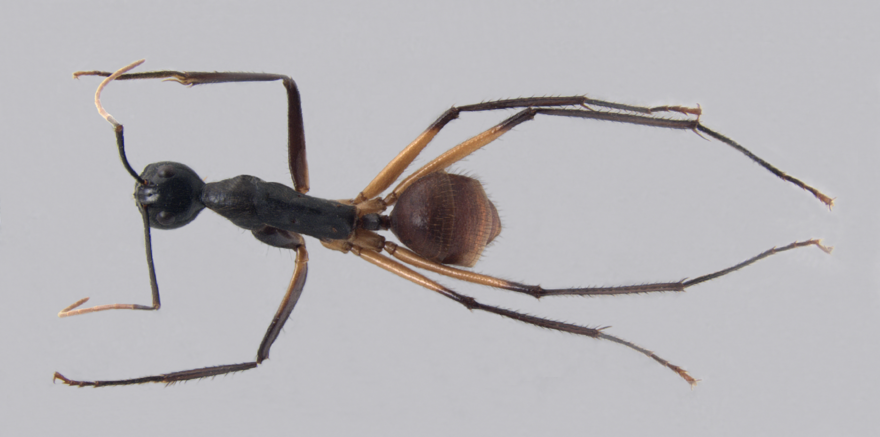 Foto Dinomyrmex gigas borneensis (Emery, 1887) dorsal