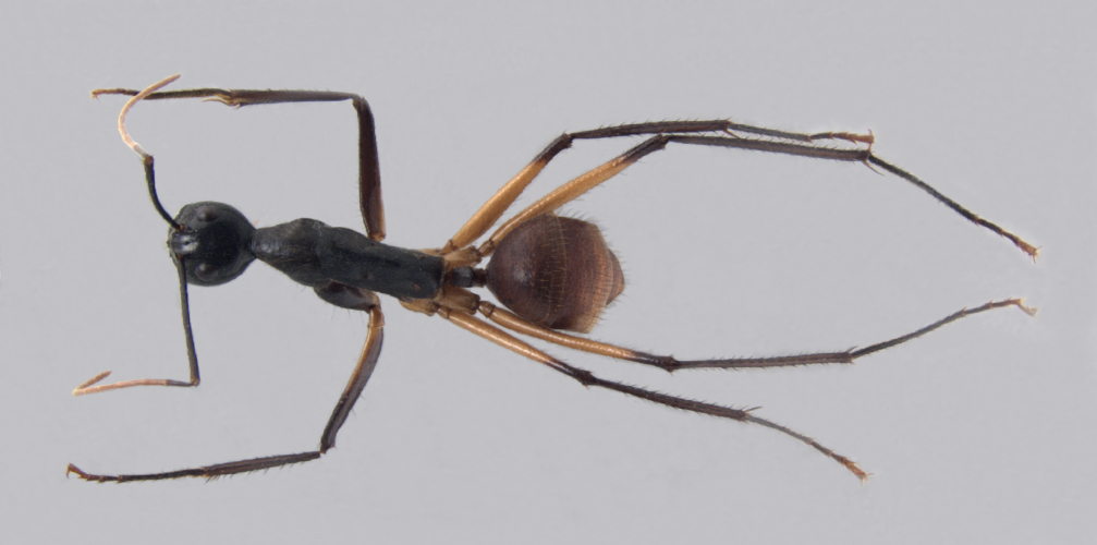 Dinomyrmex gigas borneensis (Emery, 1887) dorsal