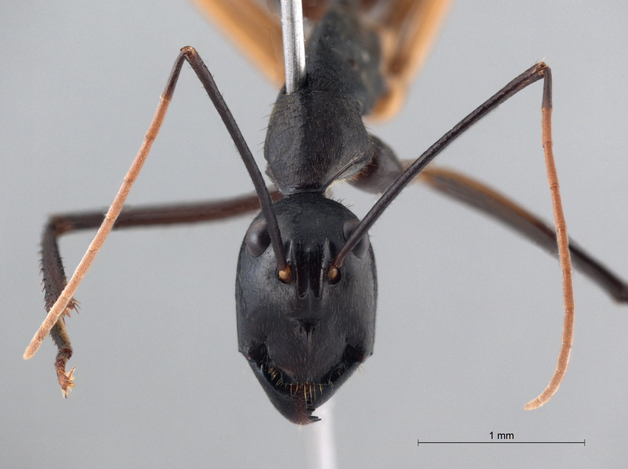 Foto Dinomyrmex gigas borneensis (Emery, 1887) frontal