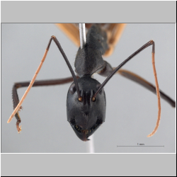 Dinomyrmex gigas borneensis (Emery, 1887) frontal