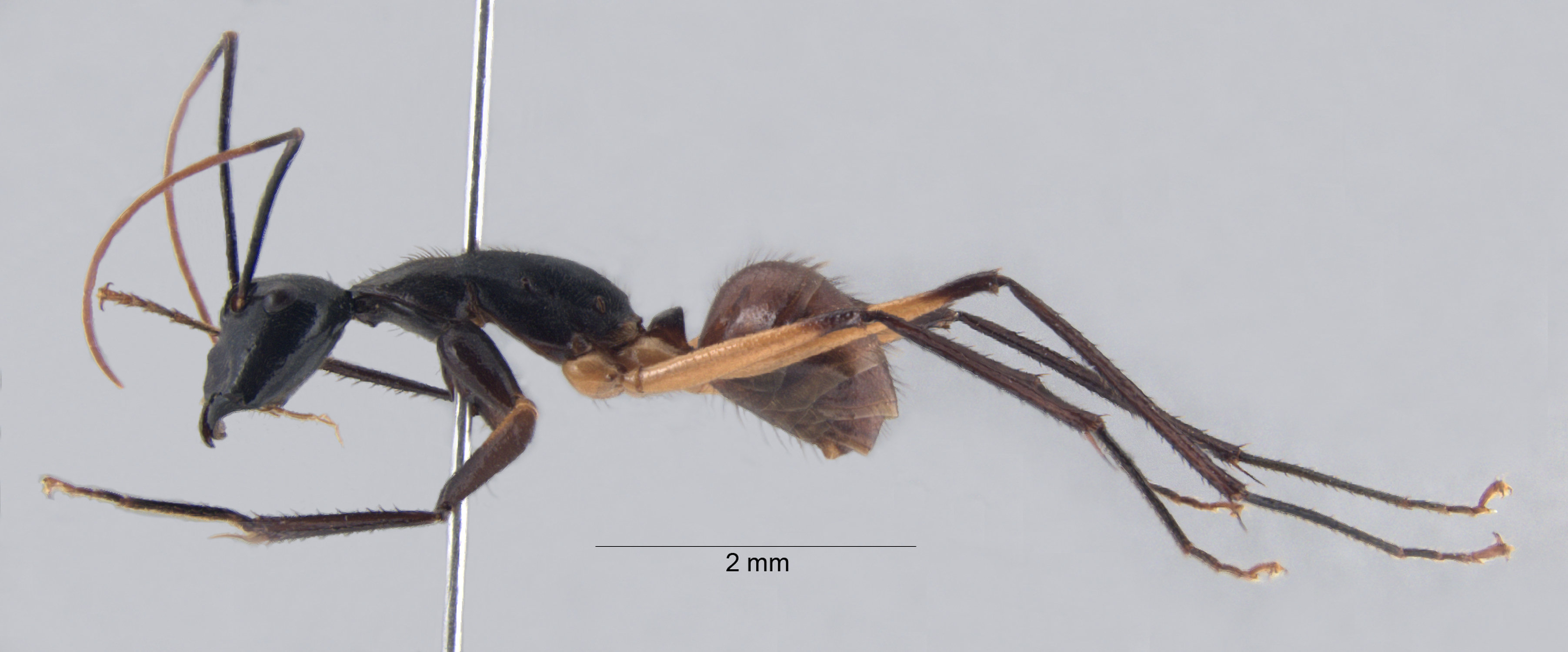 Foto Dinomyrmex gigas borneensis (Emery, 1887) lateral