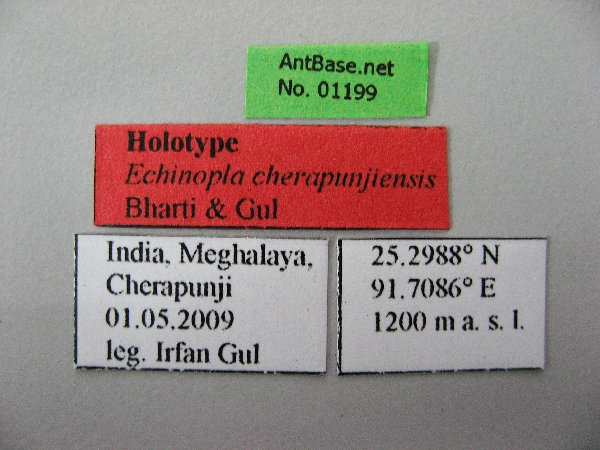 Foto Echinopla cherapunjiensis Bharti & Gul, 2012 Label