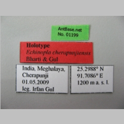 Echinopla cherapunjiensis Bharti & Gul, 2012 Label