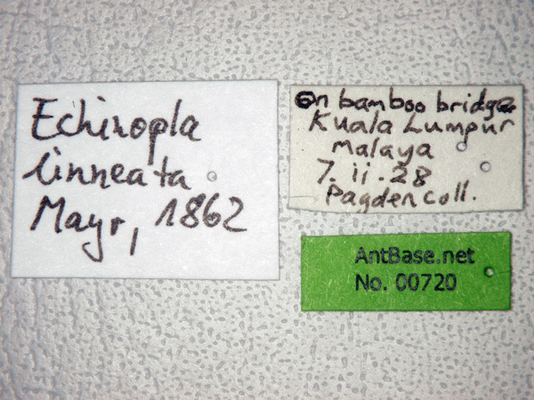 Foto Echinopla lineata Mayr, 1862 Label