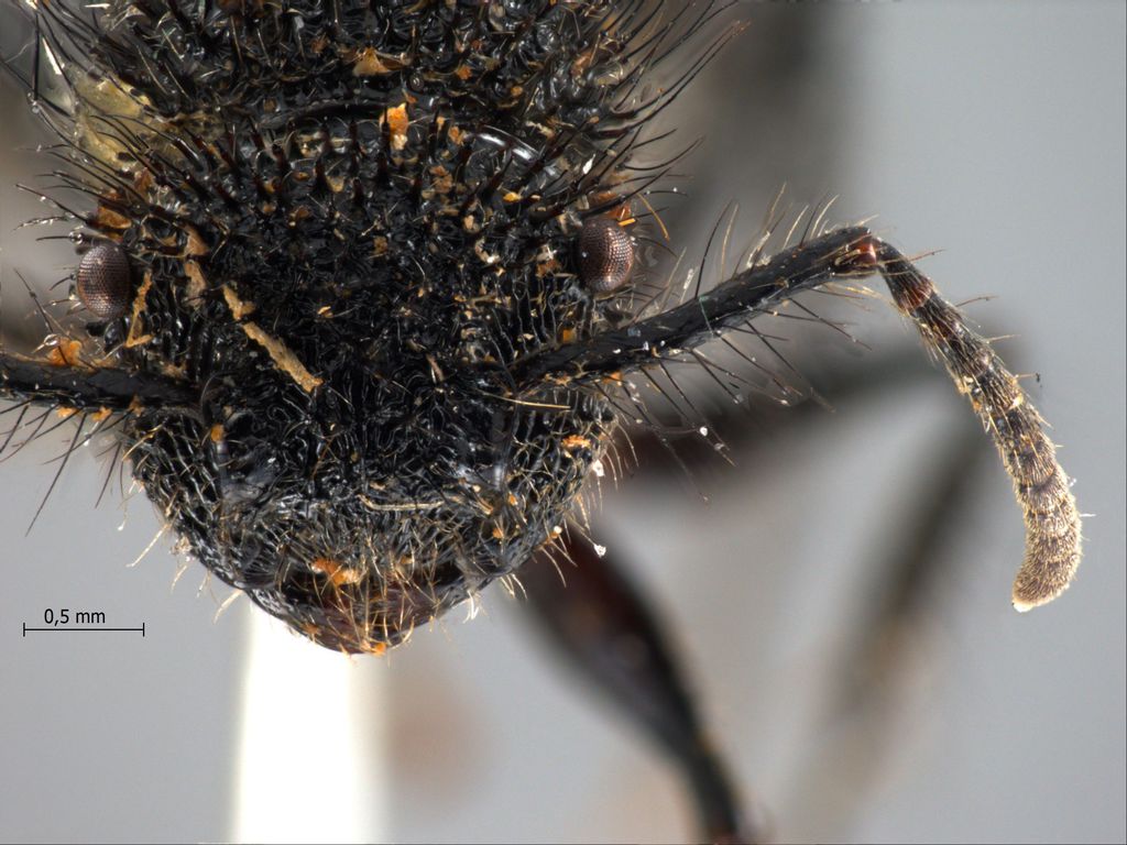 Foto Echinopla melanarctos Smith, 1857 frontal