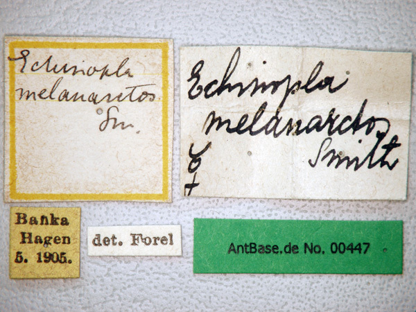 Foto Echinopla melanarctos Smith, 1857 Label