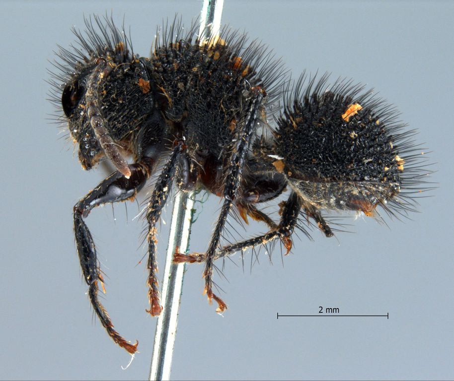 Foto Echinopla melanarctos Smith, 1857 lateral