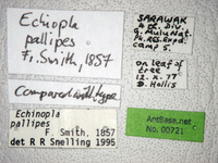 Echinopla pallipes Smith, 1857 Label