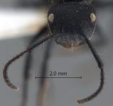 Echinopla pseudostriata Donisthorpe, 1943 frontal