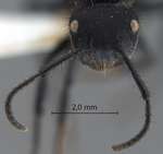 Echinopla pseudostriata Donisthorpe, 1943 frontal