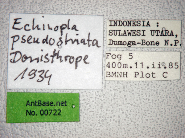 Foto Echinopla pseudostriata Donisthorpe, 1943 Label