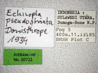 Echinopla pseudostriata Donisthorpe, 1943 Label