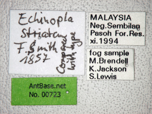 Foto Echinopla striata Smith, 1857 Label