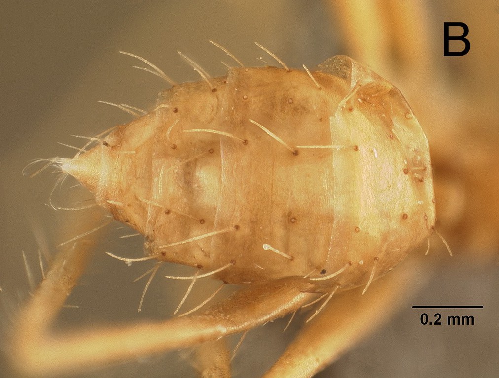 Foto Euprenolepis echinata LaPolla, 2009 dorsal