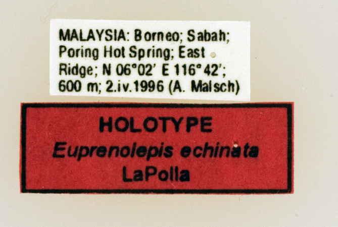 Foto Euprenolepis echinata LaPolla, 2009 Label