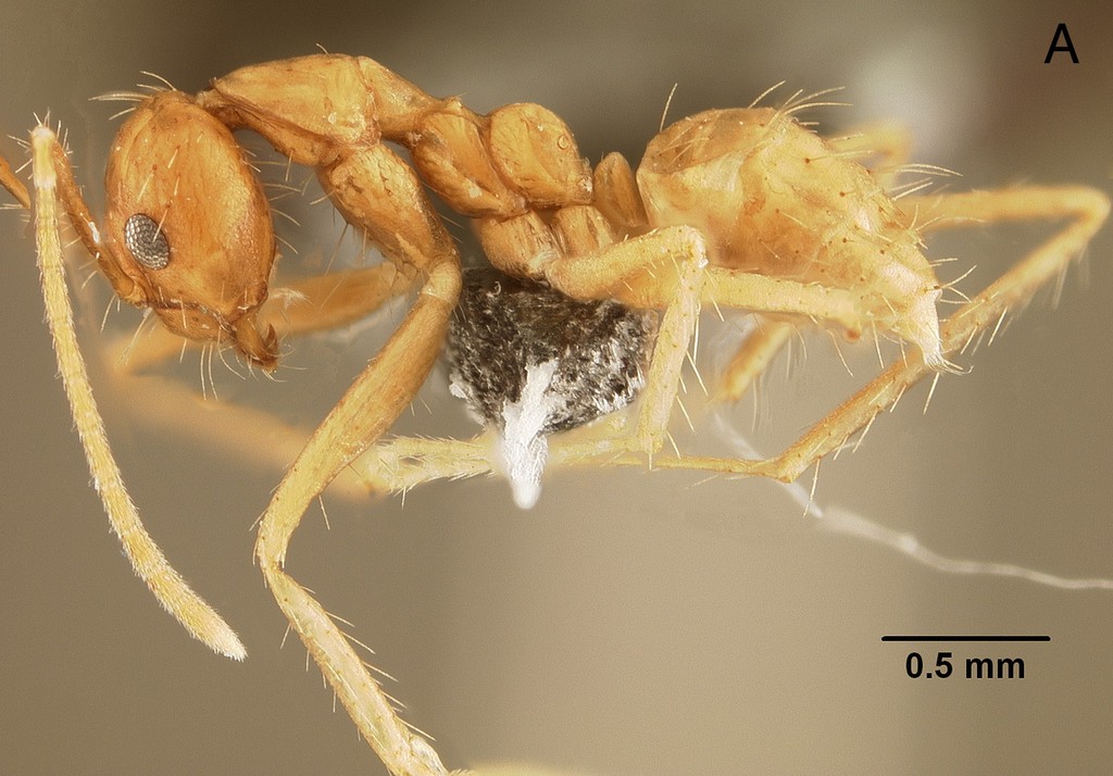 Foto Euprenolepis echinata LaPolla, 2009 lateral