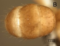 Euprenolepis maschwitzi LaPolla, 2009 dorsal