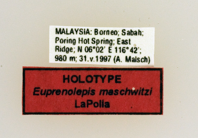 Foto Euprenolepis maschwitzi LaPolla, 2009 Label
