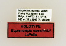 Euprenolepis maschwitzi LaPolla, 2009 Label