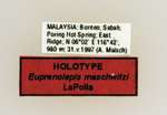 Euprenolepis maschwitzi LaPolla, 2009 Label