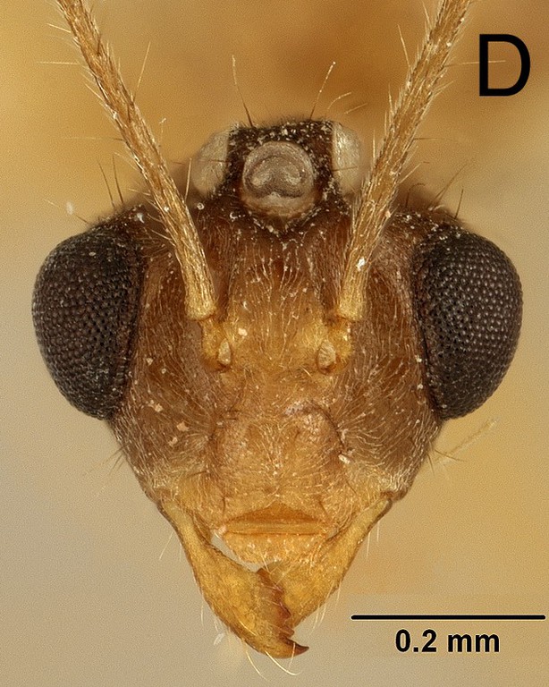 Foto Euprenolepis negrosensis Wheeler, 1930 frontal