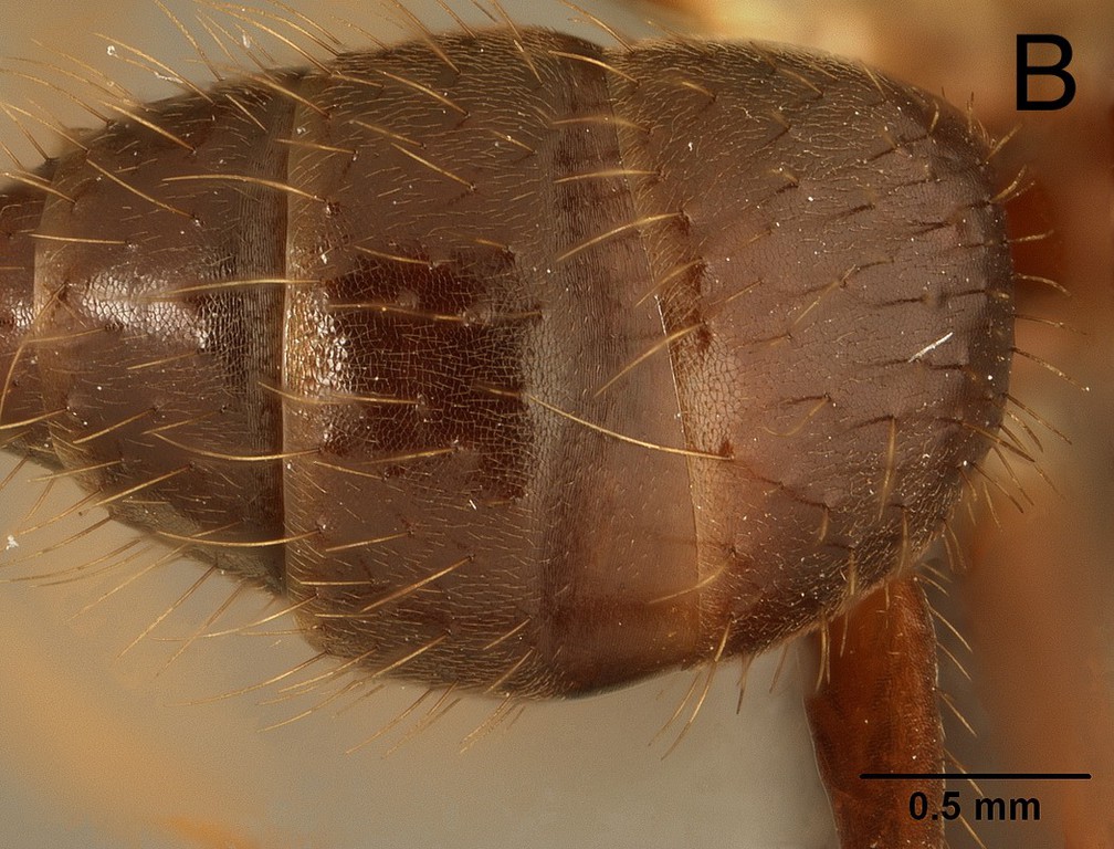 Foto Euprenolepis procera Emery, 1900 dorsal