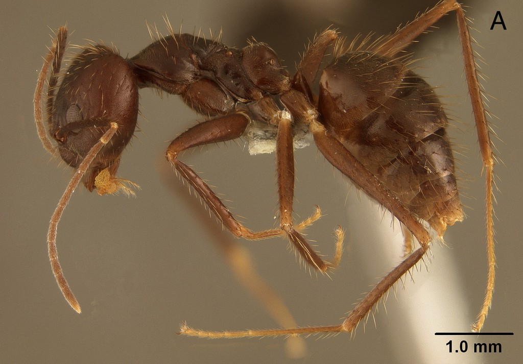 Foto Euprenolepis procera Emery, 1900 lateral