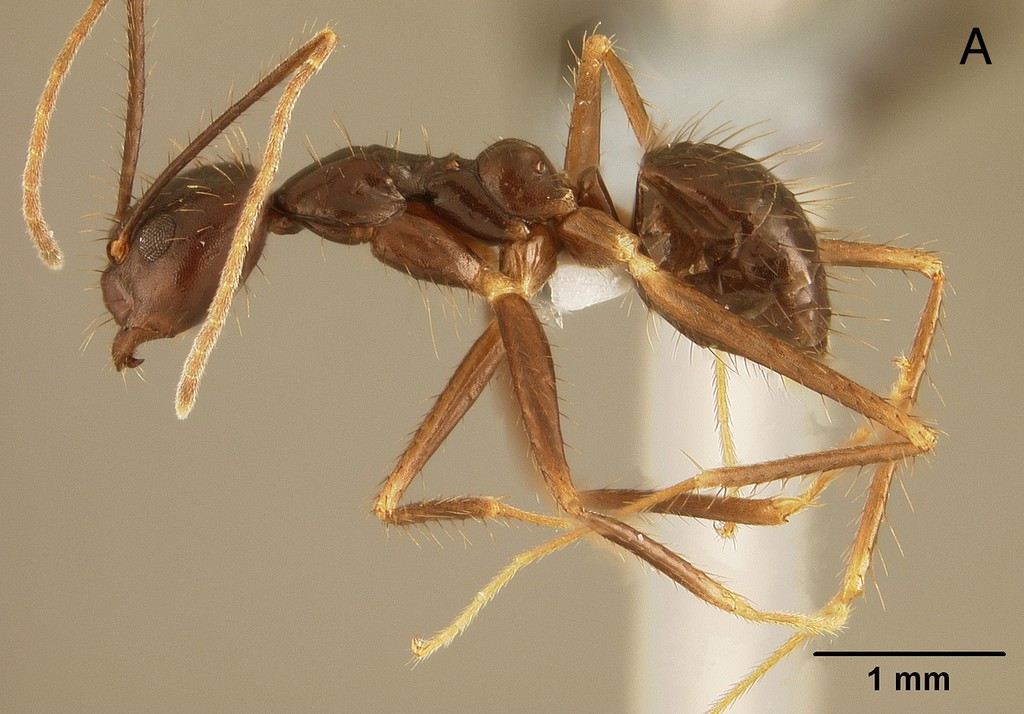 Foto Euprenolepis procera Emery, 1900 lateral