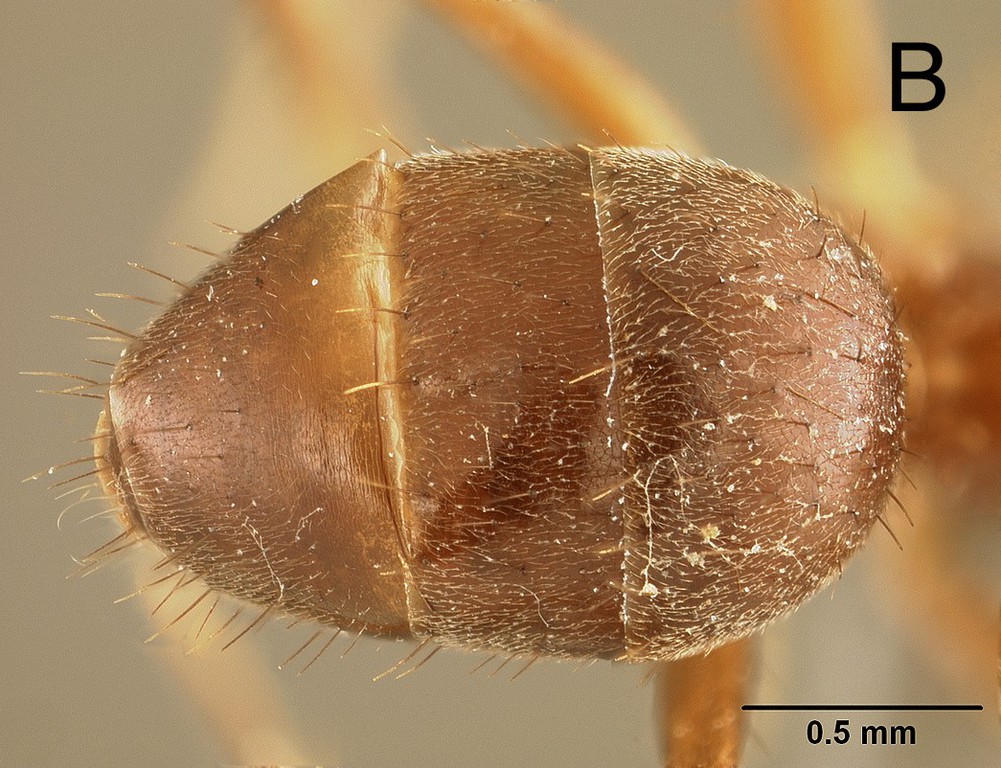 Foto Euprenolepis thrix LaPolla, 2009 dorsal