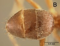 Euprenolepis thrix LaPolla, 2009 dorsal