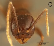 Euprenolepis thrix LaPolla, 2009 frontal