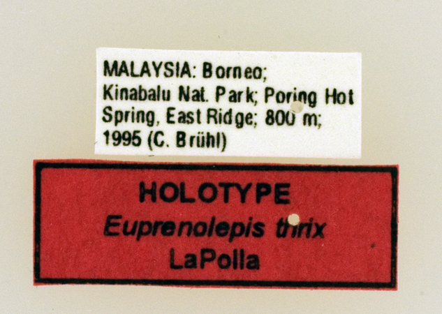 Foto Euprenolepis thrix LaPolla, 2009 Label