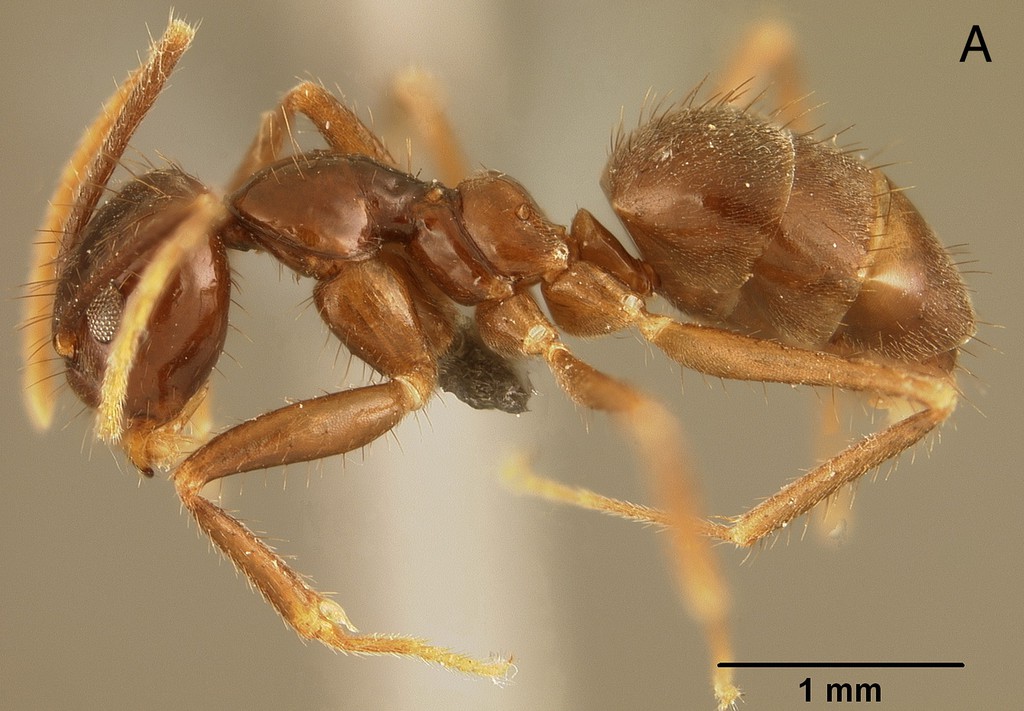 Foto Euprenolepis thrix LaPolla, 2009 lateral