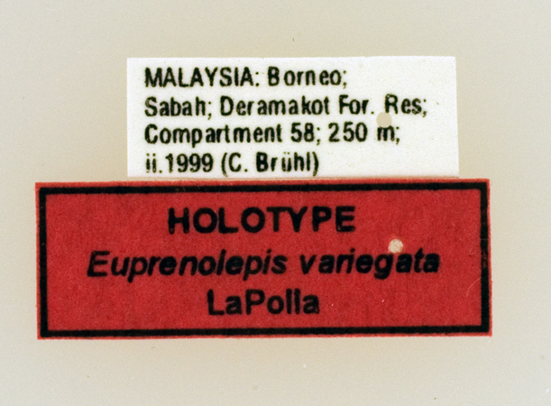 Foto Euprenolepis variegata LaPolla, 2009 Label