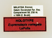 Euprenolepis variegata LaPolla, 2009 Label