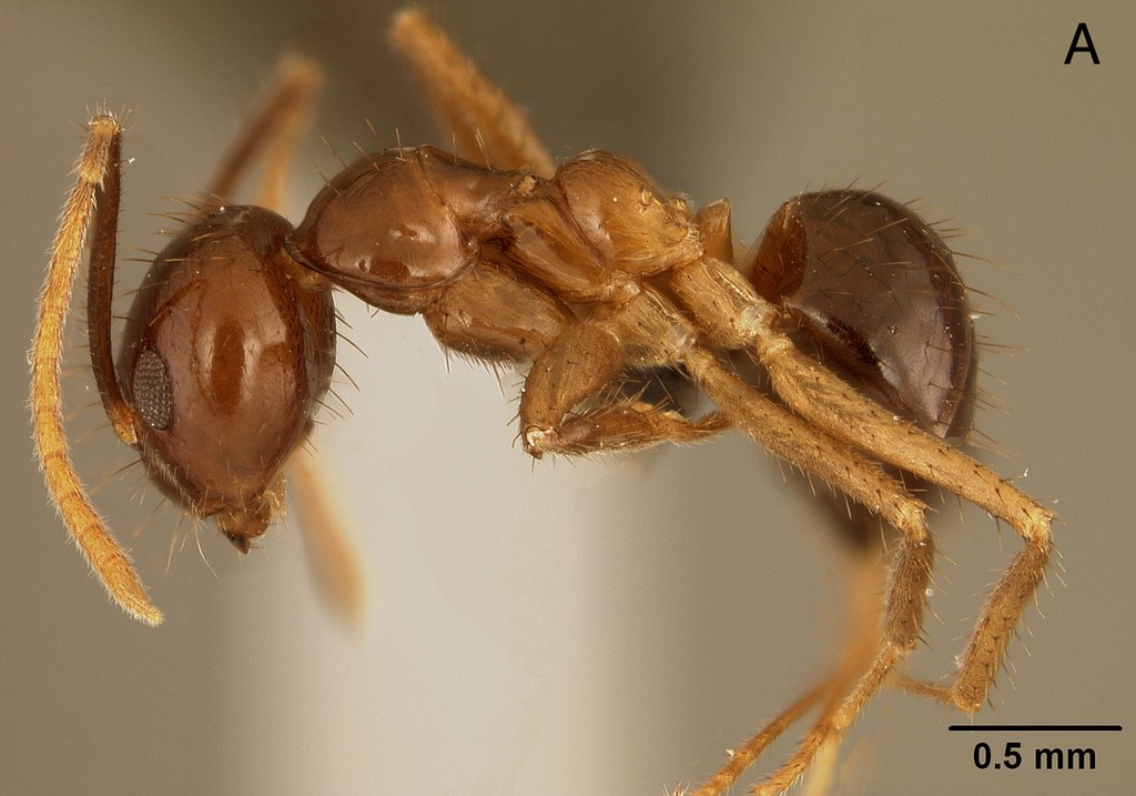 Foto Euprenolepis wittei LaPolla, 2009 lateral