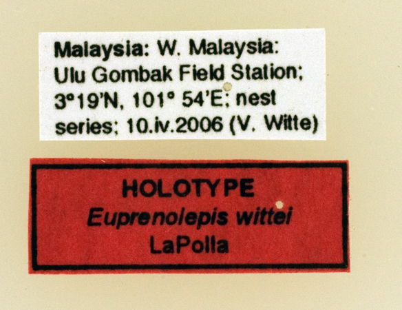 Foto Euprenolepis wittei LaPolla, 2009 Label