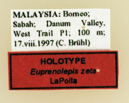 Euprenolepis zeta LaPolla, 2009 Label