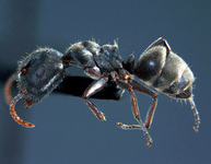 Forelophilus stefanschoedli major Zettel & Zimmermann, 2007 lateral