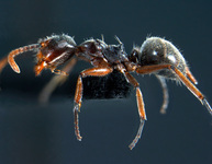 Forelophilus stefanschoedli minor Zettel & Zimmermann, 2007 lateral