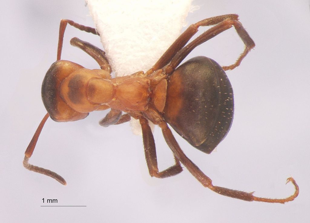 Foto Formica aquilonia Yarrow, 1955 dorsal