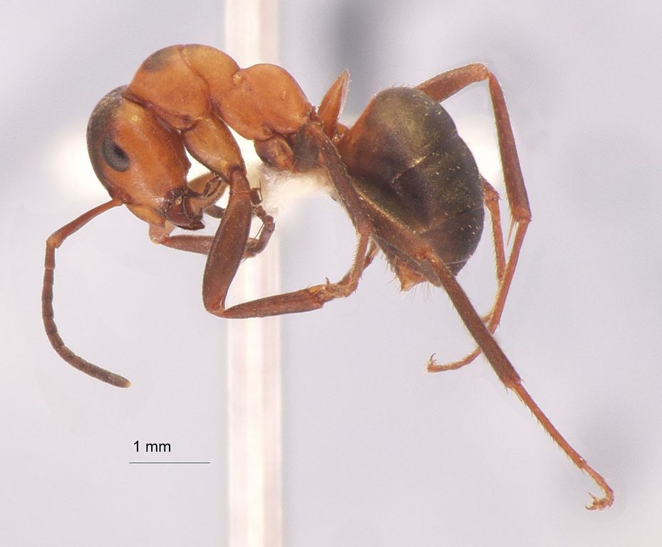 Foto Formica aquilonia Yarrow, 1955 lateral