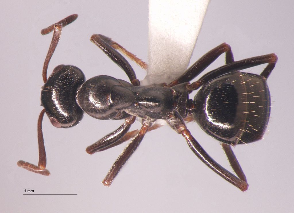 Foto Formica candida Smith, 1878 dorsal