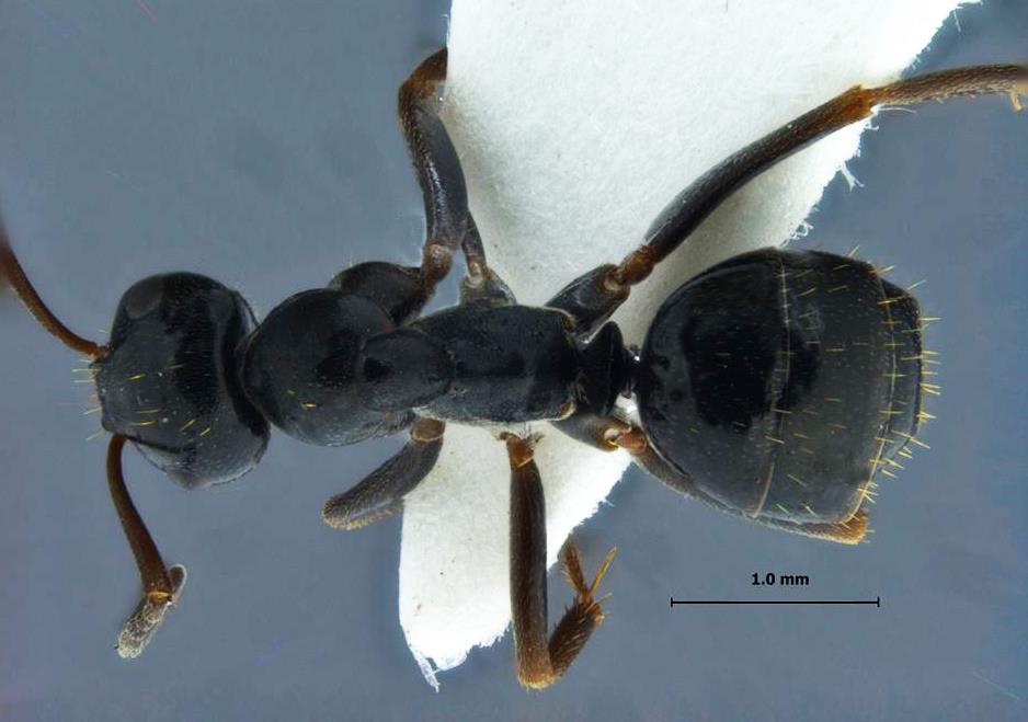 Foto Formica candida Smith, 1878 dorsal