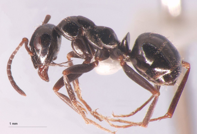 Formica candida Smith, 1878 lateral