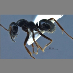 Formica candida Smith, 1878 lateral