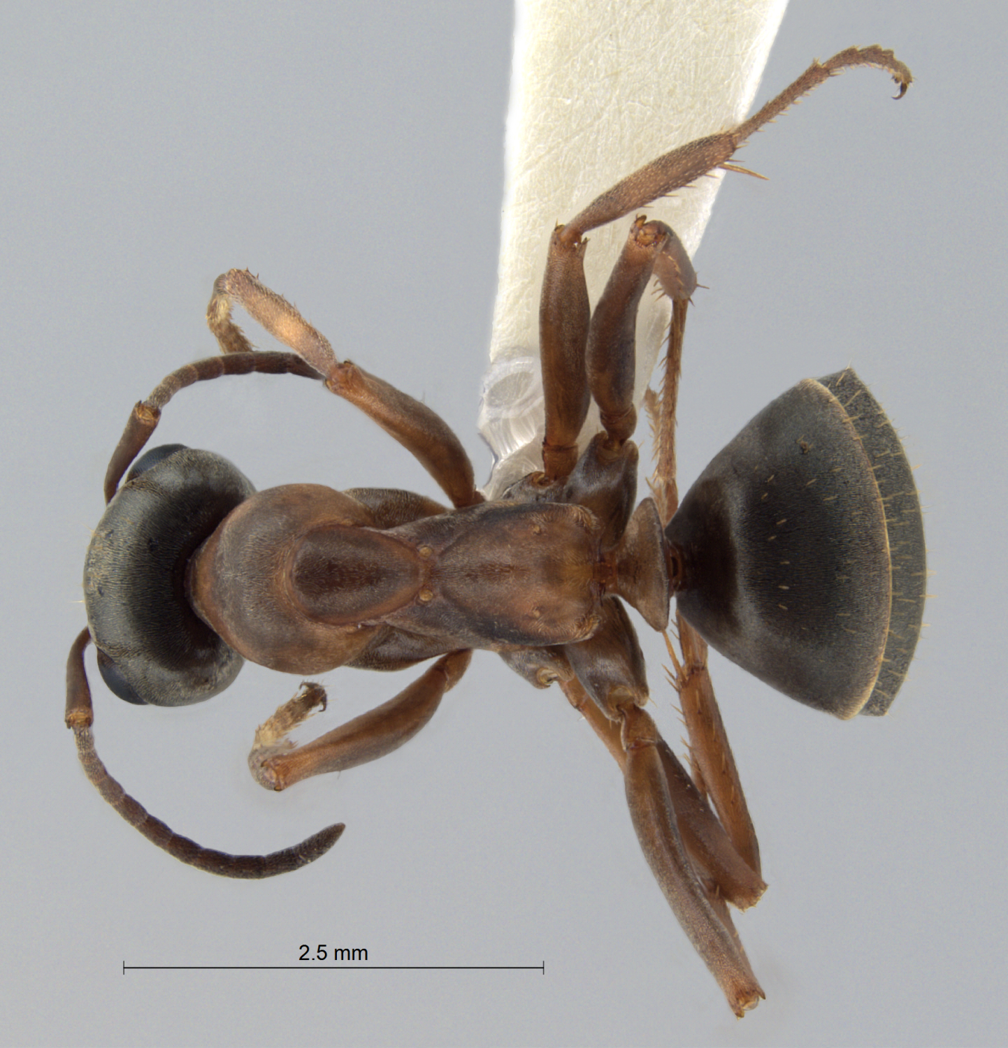 Foto Formica cunicularia Latreille, 1798 dorsal