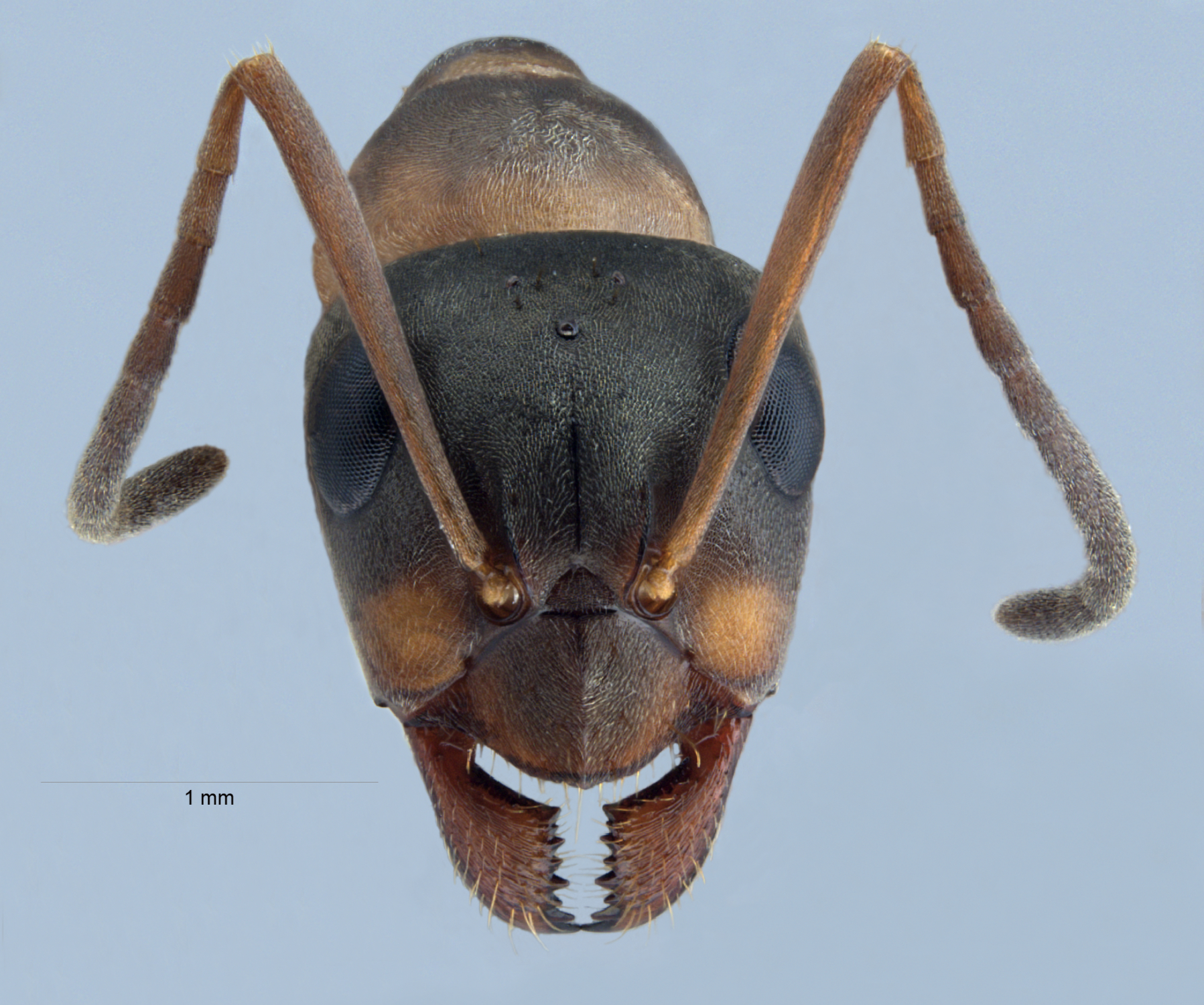 Foto Formica cunicularia Latreille, 1798 frontal