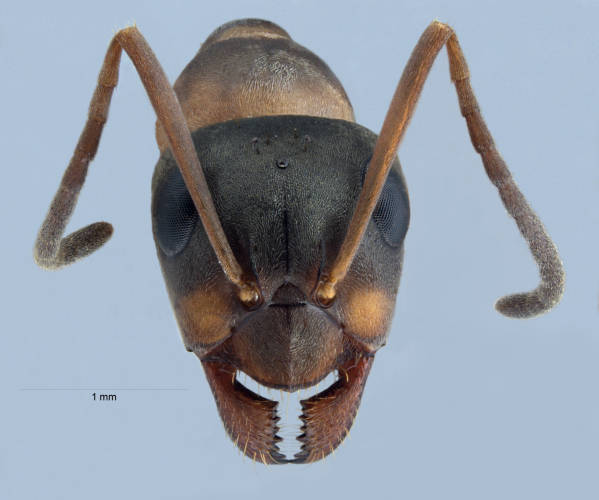 Formica cunicularia Latreille, 1798 frontal